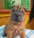 Превью Щенки шарпея Москва - 2