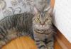 Отдам породистого кота в хорошие руки превью 1336664.