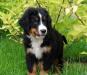 Щенки Бернского Зенненхунда превью 1337130.