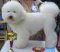 Щенки Бишон Фризе превью 1338312.