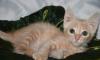 Котенок 2 месяца в дар превью 1339218.