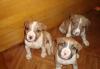 Щенки Американского Стаффордширского терьера превью 1341099.