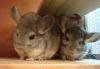 Продам шиншилл превью 1341249.