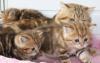 Золотые мраморные котята превью 1341584.