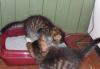 Превью Котята ищут хозяев Клин - 2