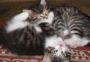 Превью Котята ищут хозяев Клин - 3