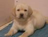 Лабрадор - щенки превью 1341783.