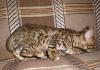 Бенгальские котята недорого превью 1341981.
