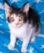 Трехцветный котенок - удача в хорошие руки превью 1340210.