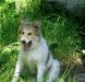 Превью Щенок колли. подросток 5 мес Санкт-Петербург - 2