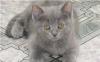 Британские и вислоухие котята превью 1342386.