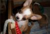 Превью Малыши чихуахуа гш 2мес Москва - 1