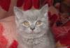 Британские короткошёрстные котята превью 1342726.