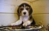 Щенки бигля недорого превью 1340399.