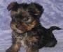 Йоркширский терьер щенки (йорк), есть Мини превью 1343426.
