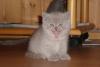 Британский котенок превью 1344161.