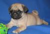 Щенки мопса превью 1344190.