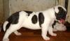 Высокопородные щенки Американского бульдога превью 1345113.