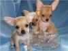 Щенки  г/ш  чихуахуа превью 1345151.