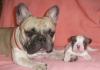 Удивительные щенки фр.бульдога элитных кровей превью 1345574.