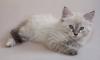 Котенок невкой маскарадной превью 1345969.