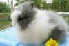 Ангорские крольчата, очень пушистые превью 1346117.