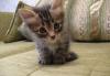 Отдаю котенка превью 1346347.
