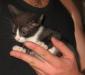 Превью Отдам в добрые руки очаровательных котят Нижний Новгород - 4