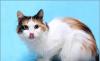 Превью Очаровательная красотка ищет дом Санкт-Петербург - 1