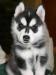 Хаски сибирского щенков 2,5 превью 1346475.