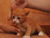Отдаются котята очаровашки 1 месяц превью 1340737.