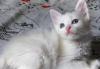 Милые котята)Крохи ждут родителей превью 1347029.
