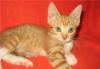 Рыжее солнышко - котенок-мальчик ищет дом превью 1348159.