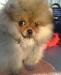 Продаю карликовых шпицев превью 1348565.