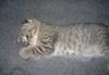 Продаю котят Шотланские вислоухие превью 1348942.