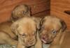 Продаются щенки бордосокго дога превью 1349416.