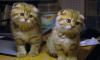 Шотландские  котята "золотые шиншиллы" превью 1351204.