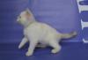 Превью Котята колоры(кошечка белоснежка-эксклюзив) Москва - 3