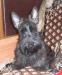 Скотч-терьер тигровый мальчик 3,5 мес превью 1351752.