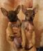 Продам щенков той-терьера превью 1351758.