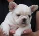 Милый французский бульдог щенки для превью 1350219.