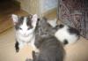 Чудесные -котята, в хорошие руки превью 1352035.