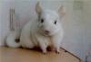 Белая шиншилла превью 1352225.