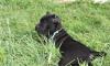 Щенки Кане-Корсо черные превью 1350360.