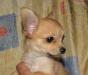 Чихуахуа д/Ш превью 1353112.