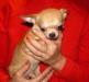 Чихуахуа Любимец для Вашей семьи превью 1353117.