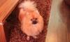 Превью Красавчик шпиц Федя ищет подружку Москва - 2