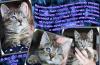 Котенок-инвалидик хочет найти любящего хозяина превью 1353431.