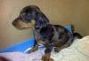Превью Питомник предлагает-Миниатюрная такса до 3 кг Екатеринбург - 4