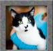 Превью Потерявшийся домашний котик ищет нового хозяина Санкт-Петербург - 3